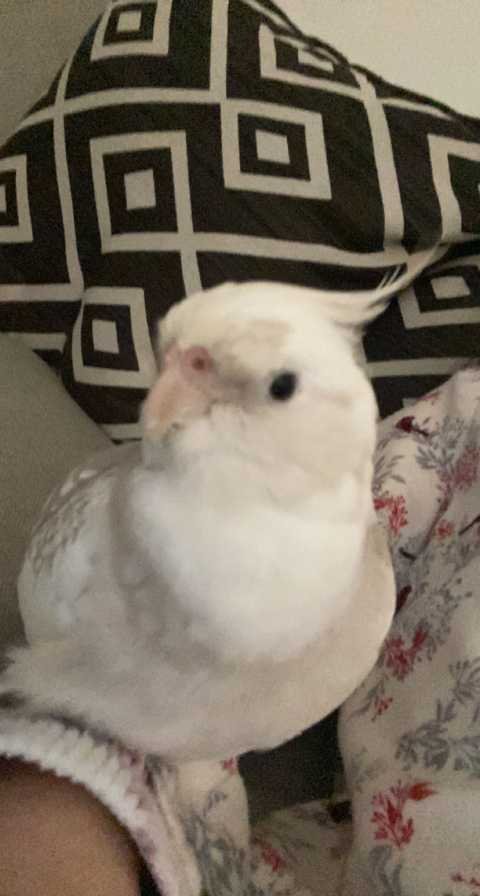 Lost Pet in Rosemead, California — listing photo