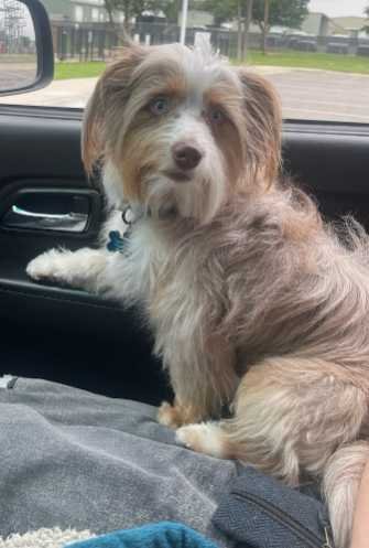 Lost Dog in Springtown — listing photo
