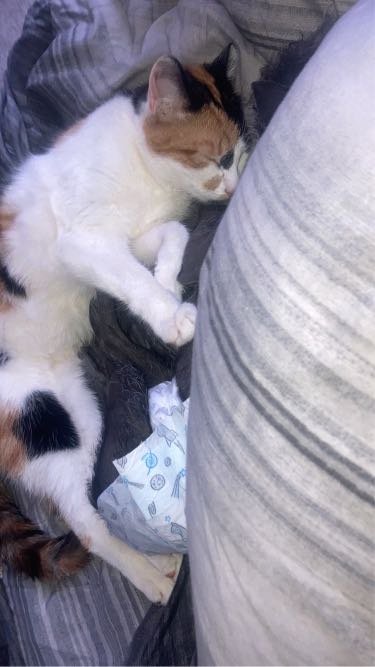 Found Cat in Mooresville — listing photo