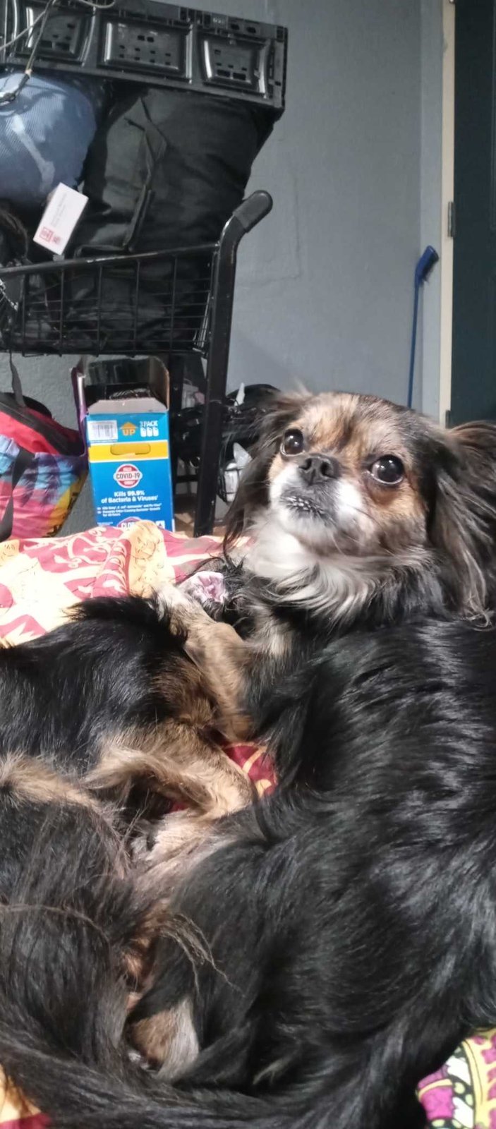 Lost Dog in Fort Worth, Texas — listing photo
