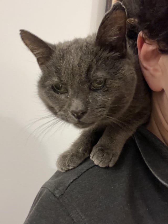 lost cat in K