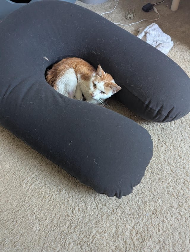 Lost Cat in Indianapolis, Indiana — My missing cat came home!