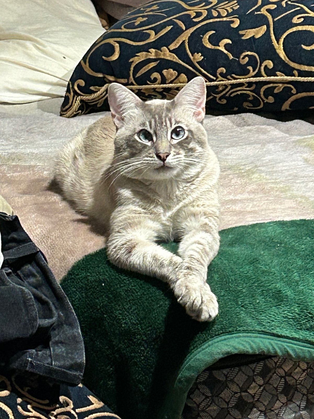 Lost Cat in La Crescenta — listing photo