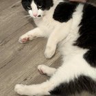found cat in San Jose, California