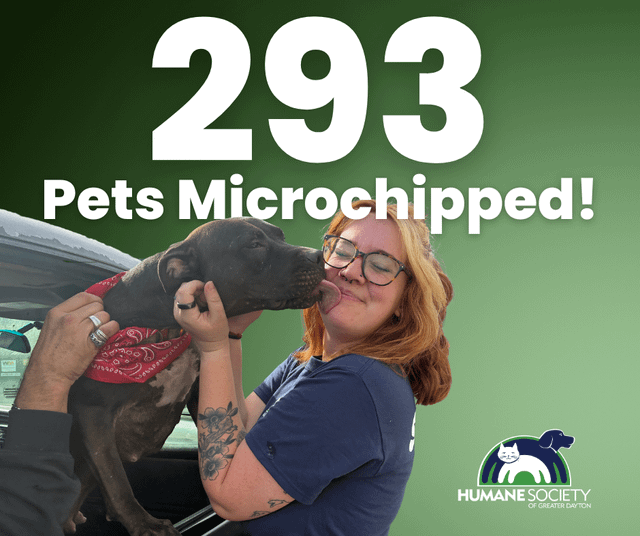 Lost Dog in Dayton, Ohio — 293 Microchipped Thanks to All of You!