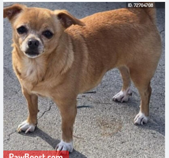 Lost Dog in Los Angeles, California — listing photo