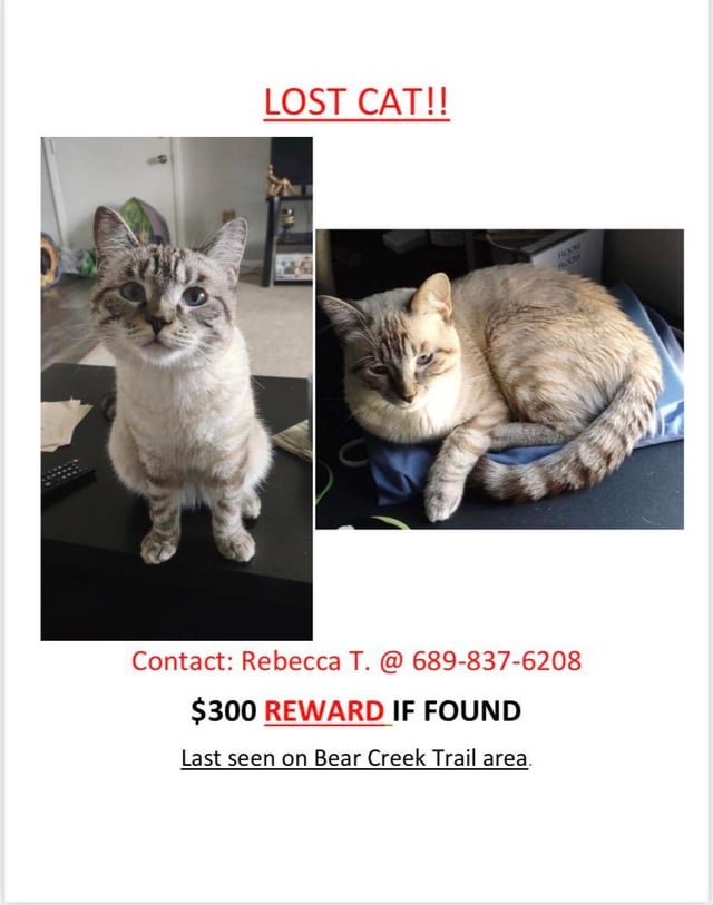 Lost Cat in Spring — listing photo