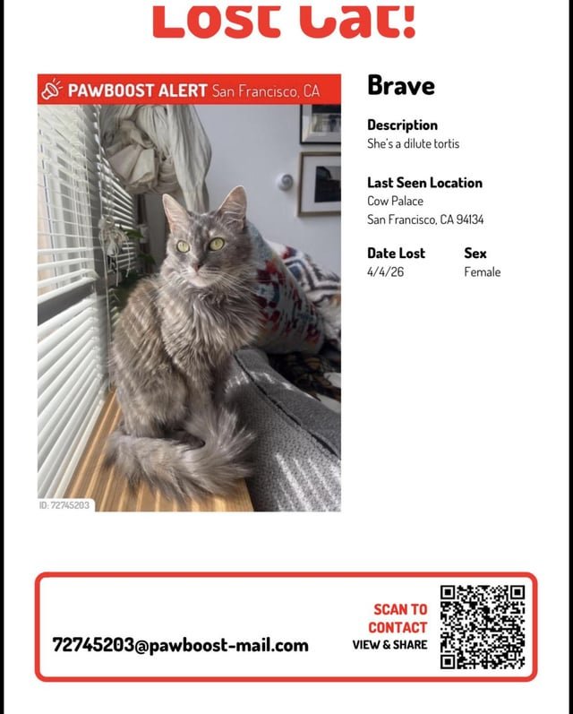 lost cat in K