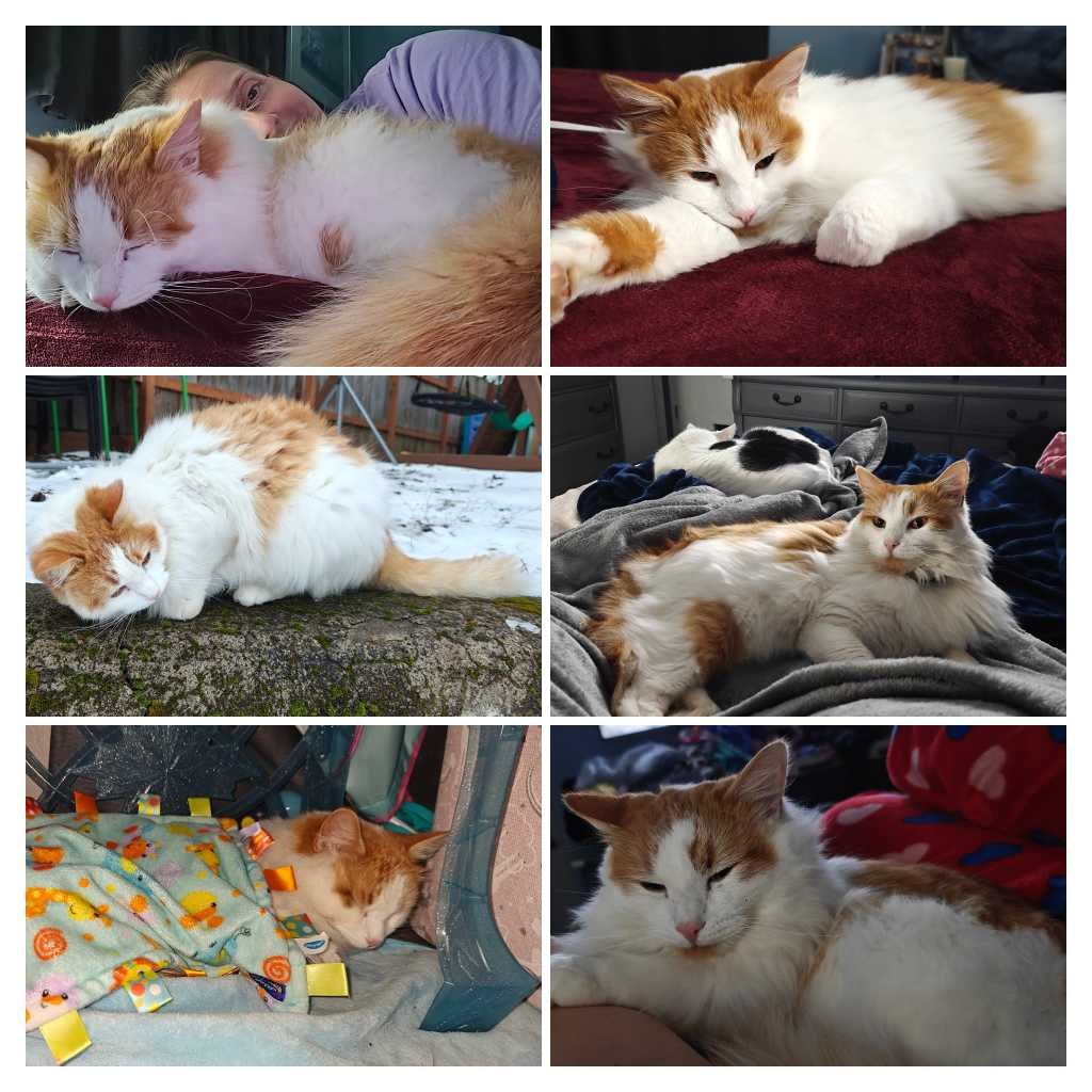 Lost Cat in Portland, Maine — listing photo