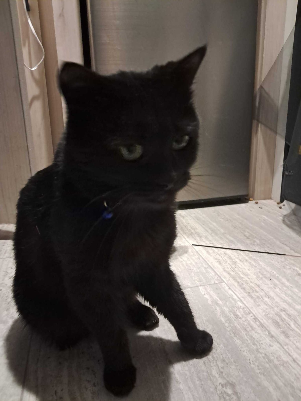 Lost Cat in Lakewood, Ohio — listing photo