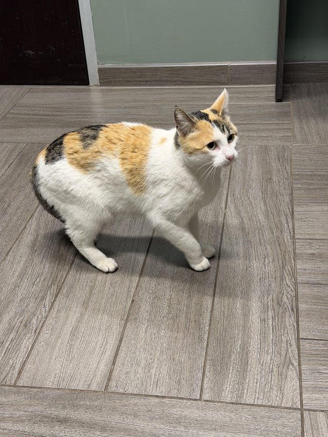 Found Cat in Oklahoma City, Oklahoma — listing photo