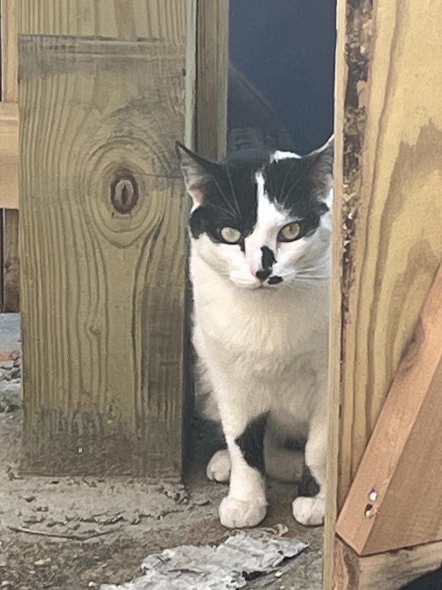 Lost Cat in K — listing photo