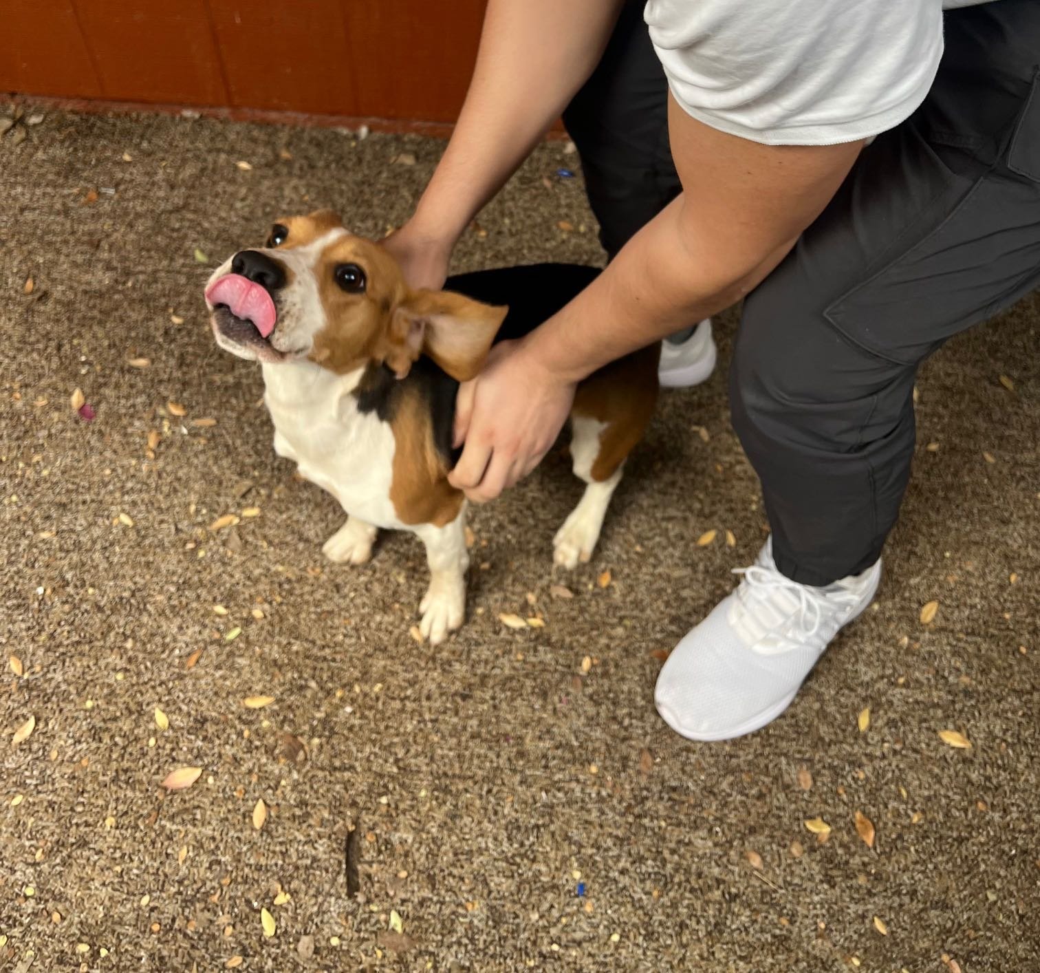 Lost Dog in Mayer — listing photo