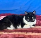 Lost Cat in Reno, Nevada — listing photo