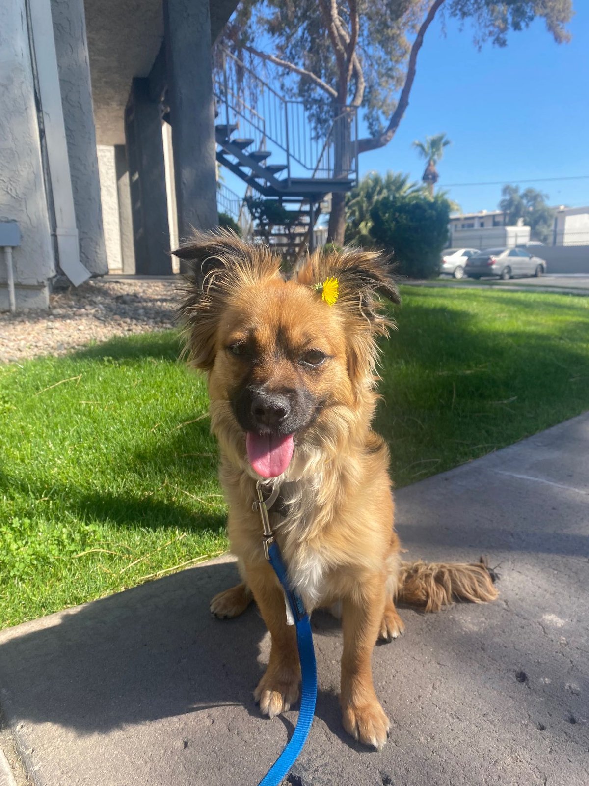 Lost Dog in Glendale, Arizona — listing photo