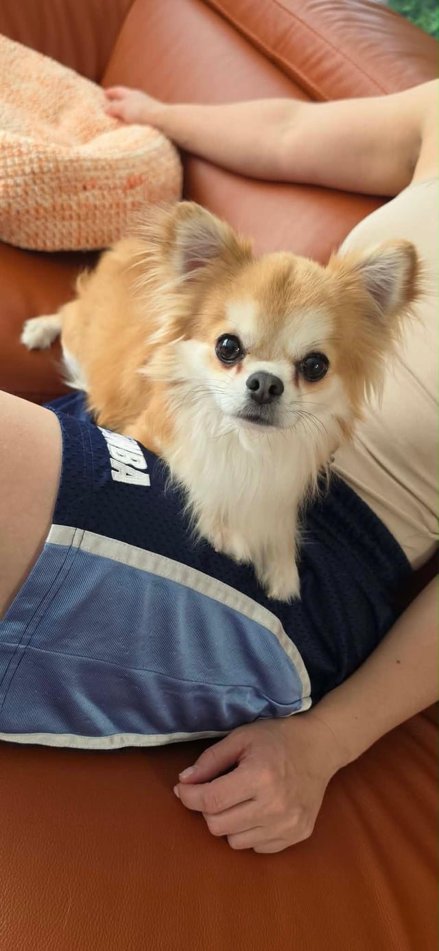 Lost Dog in Seattle, Washington — listing photo