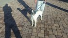 found dog in Reno, Nevada