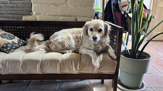 Lost Dog in Albuquerque, New Mexico — listing photo