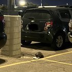 Lost Cat in K — listing photo