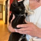 found cat in Philadelphia, Pennsylvania