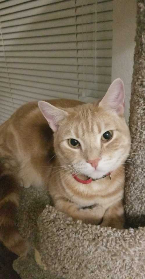 Lost Cat in Carson City, Nevada — listing photo