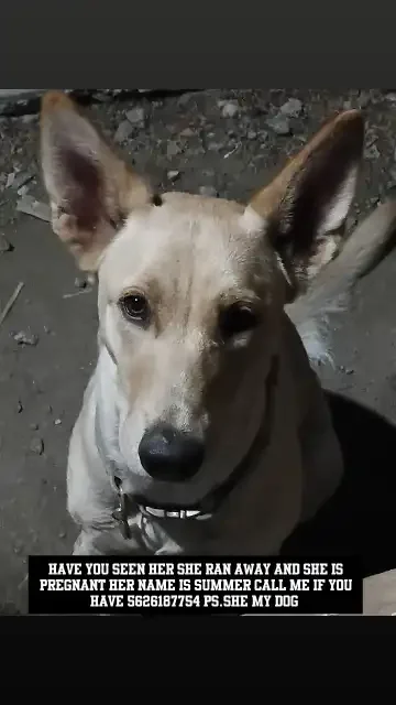 Lost Dog in Compton, California — listing photo