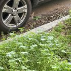 Lost Cat in Chicago, Illinois — listing photo