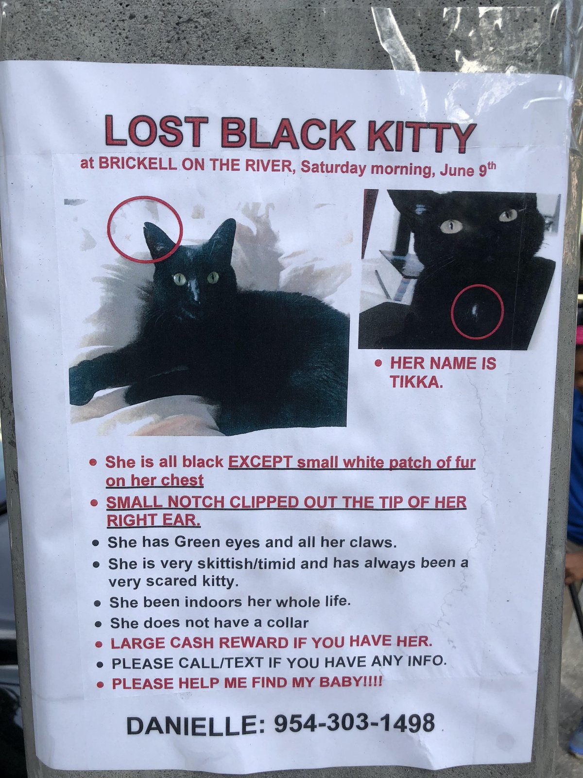 Lost Cat in Miami, Florida — listing photo