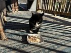 Lost Cat in K — UPDATE on lost/missing kitty: The continuing adventures of POOT the cat