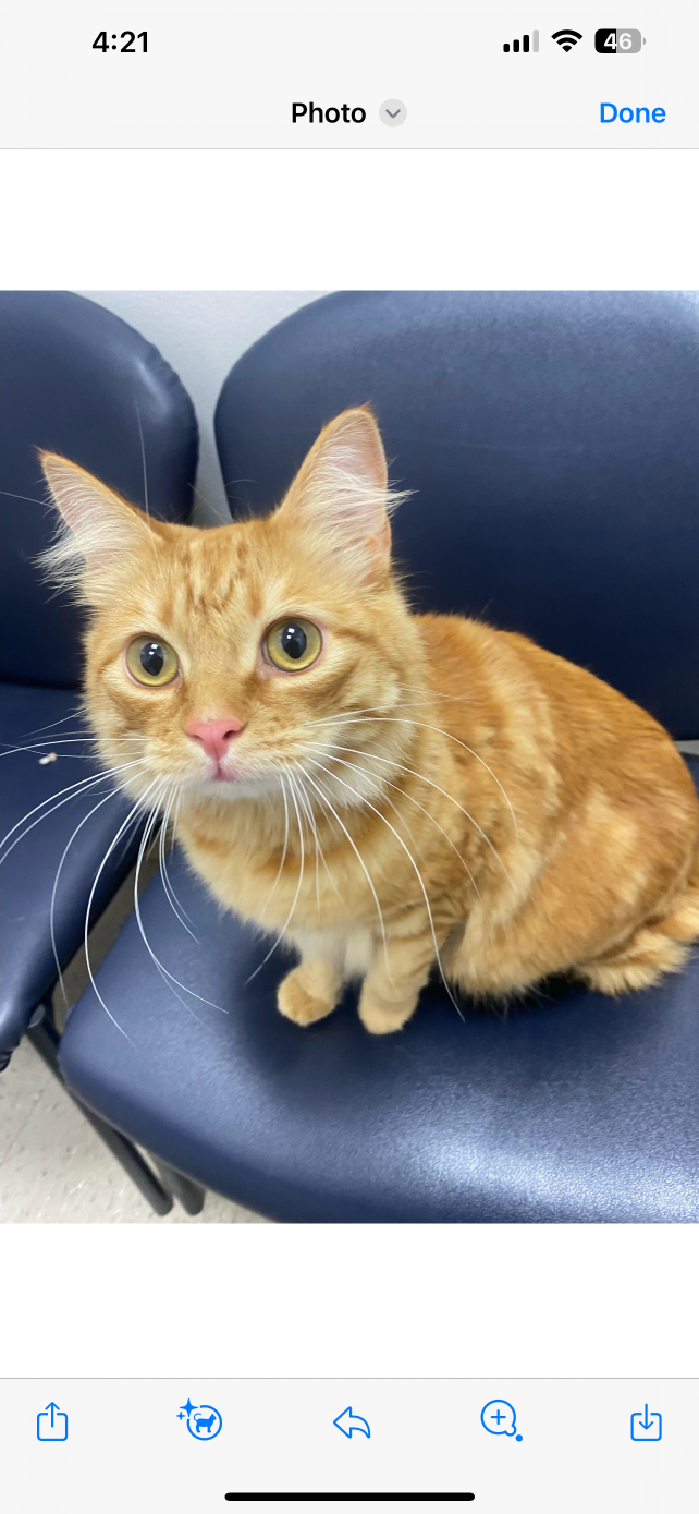 Lost Cat in Torrance, California — listing photo