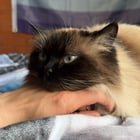 lost cat in Denver, Colorado