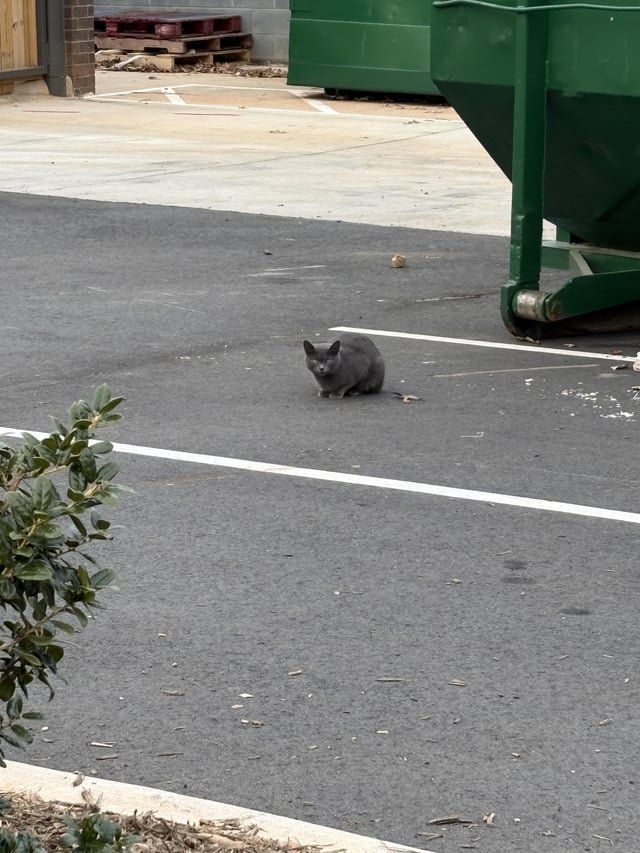 found cat in Charlotte, North Carolina