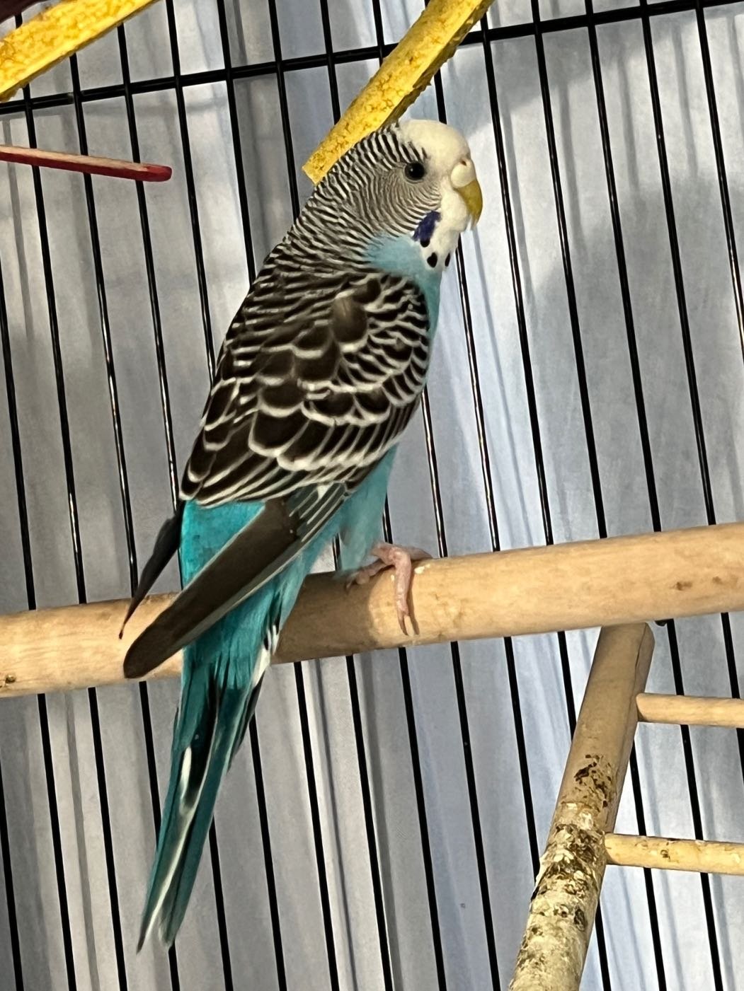 Lost Pet in Camby — listing photo