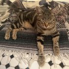 lost cat in San Francisco, California
