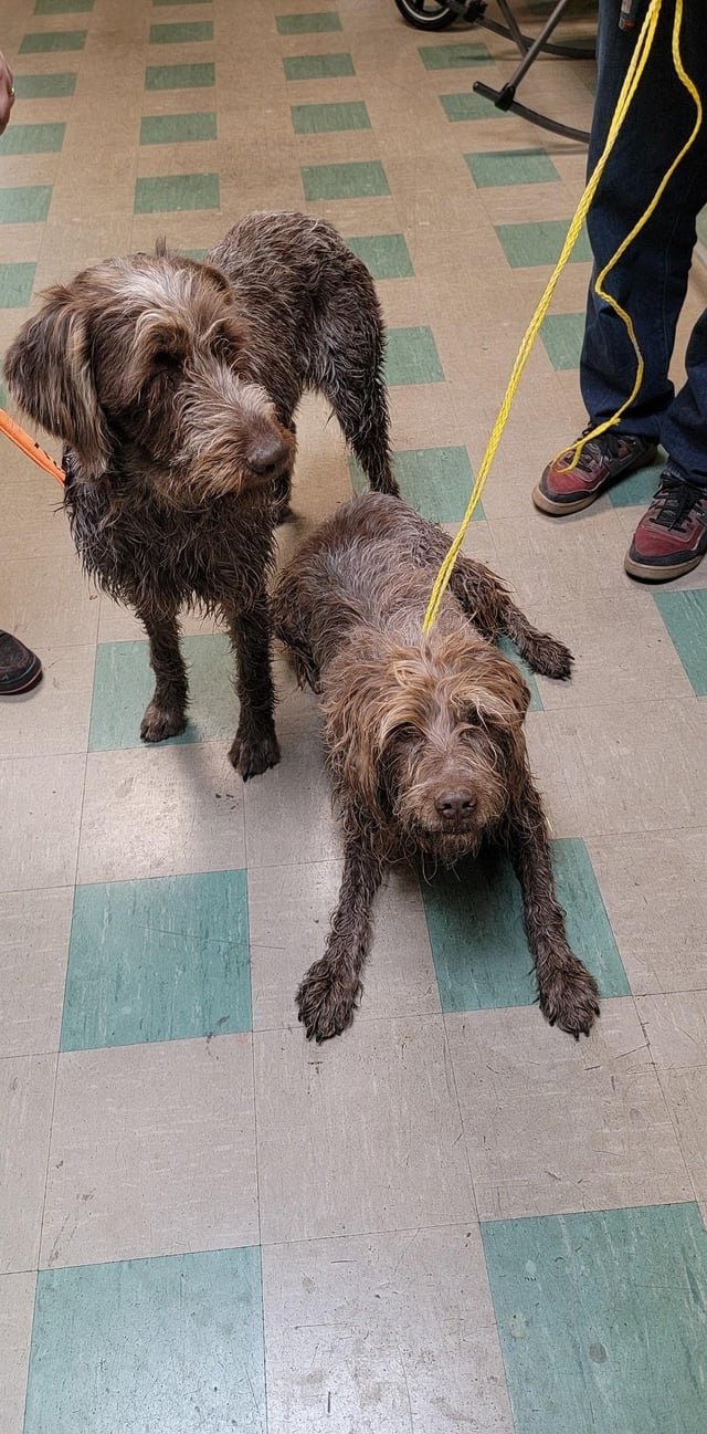 Lost Pet in Omaha, Nebraska — listing photo