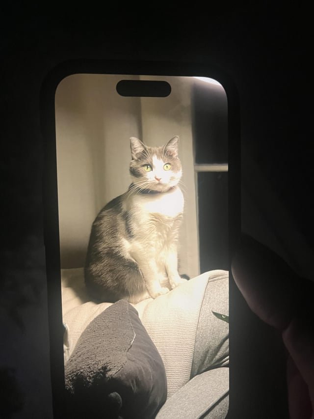 lost cat in Nashville, Tennessee
