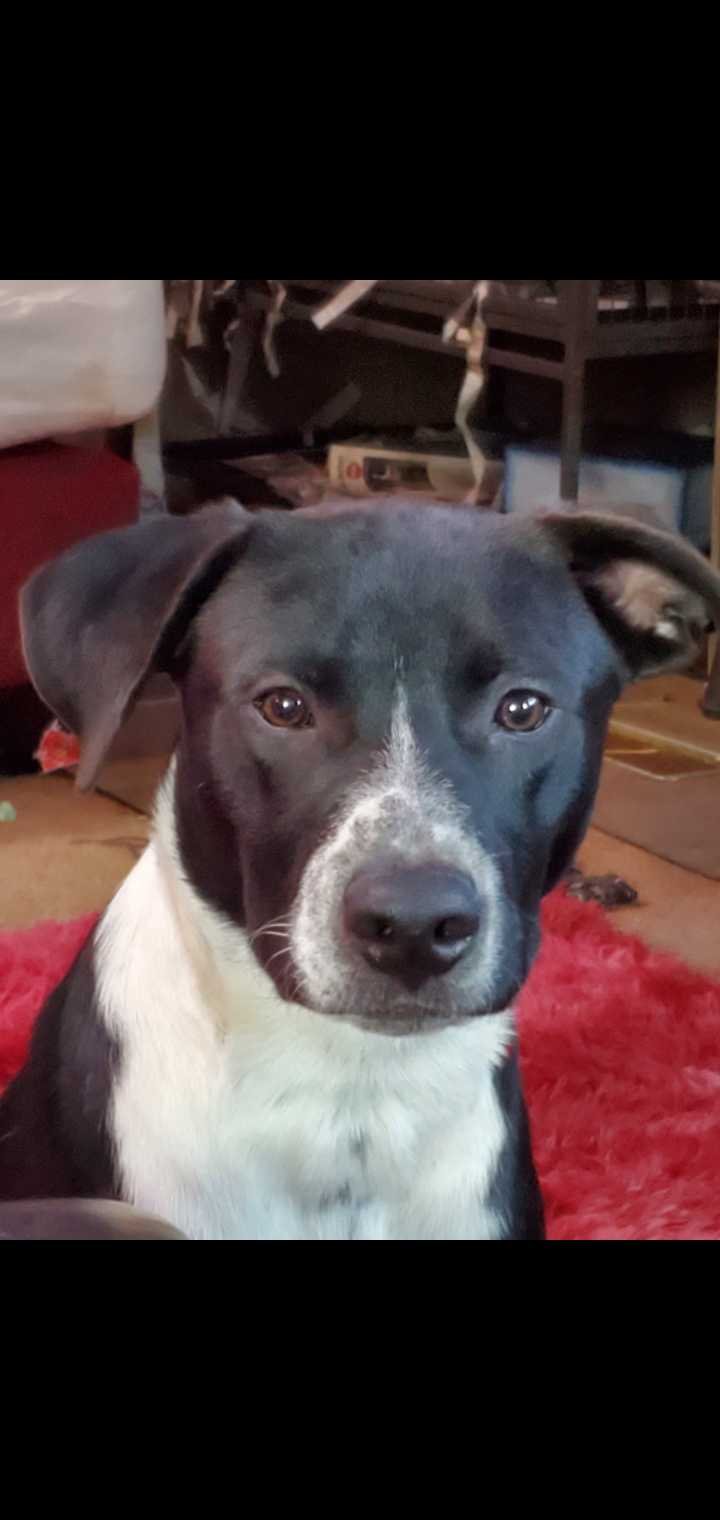 Lost Dog in Olympia, Washington — listing photo