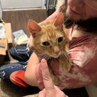 Lost Dog in Des Moines, Iowa — listing photo