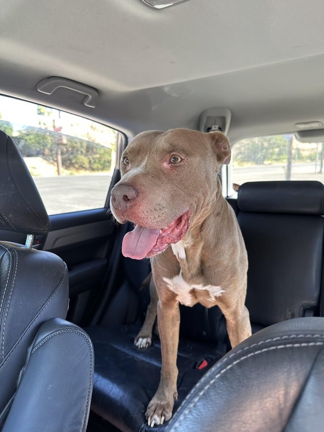 found dog in Reno, Nevada
