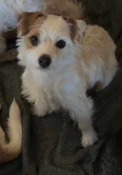 Lost Dog in N Johnson — listing photo