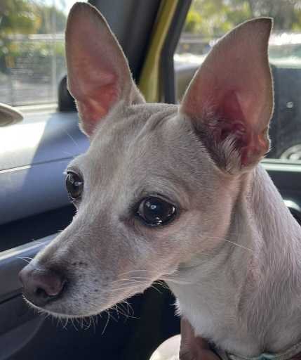 Found Dog in St. Petersburg, Florida — listing photo