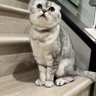 Lost Cat in Irvine, California — !!️ MISSING — PLEASE HELP US FIND NORI !!️