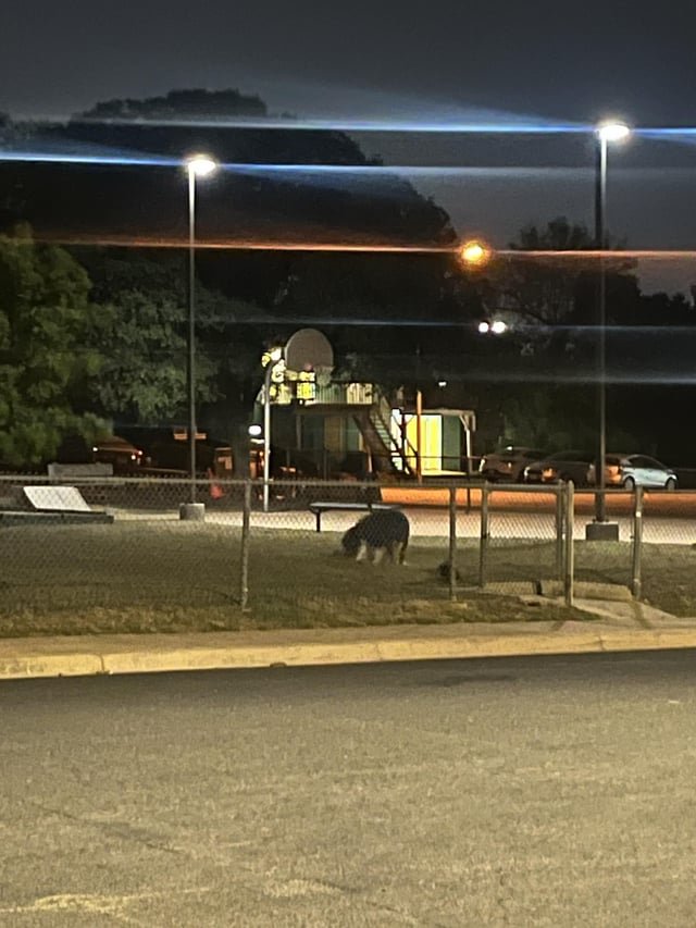 Lost Dog in Austin, Texas — listing photo