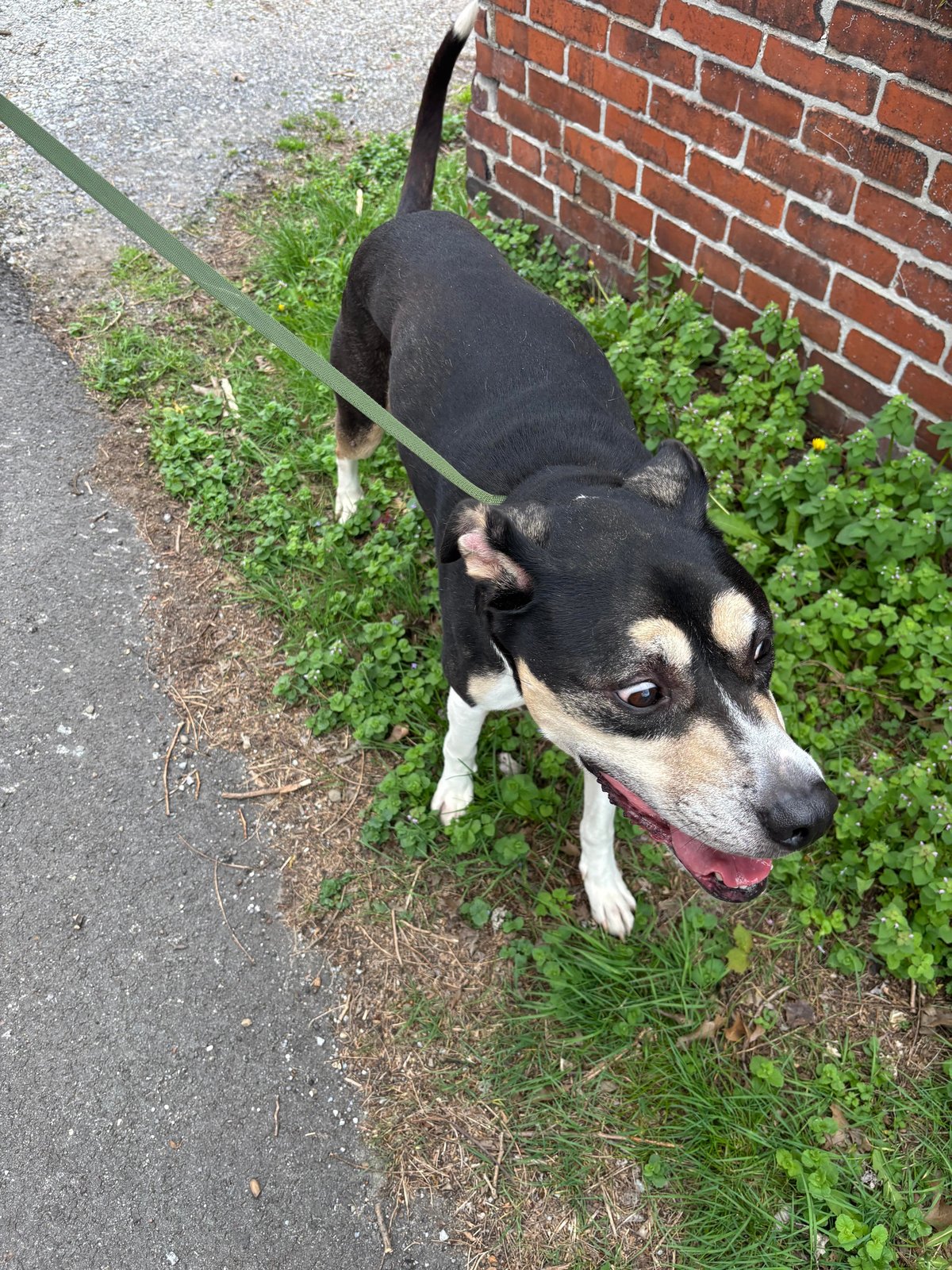 Found Pet in Pittsburgh, Pennsylvania — listing photo
