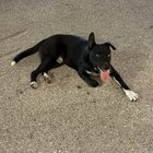 Found Dog in San Antonio, Texas — listing photo