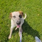 Pet alert in St. Louis, Missouri — Foster (or adopt!) this sweet dog