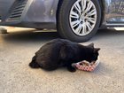 Lost Dog in San Jose, California — Injured Cat