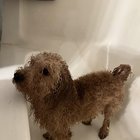 Lost Dog in Portland, Maine — Anyone lost a dog in SE Portland? Found along Foster Road