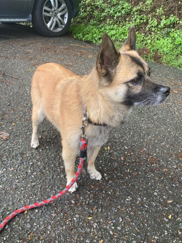 Found Dog in San Francisco, California — Dog found lands end