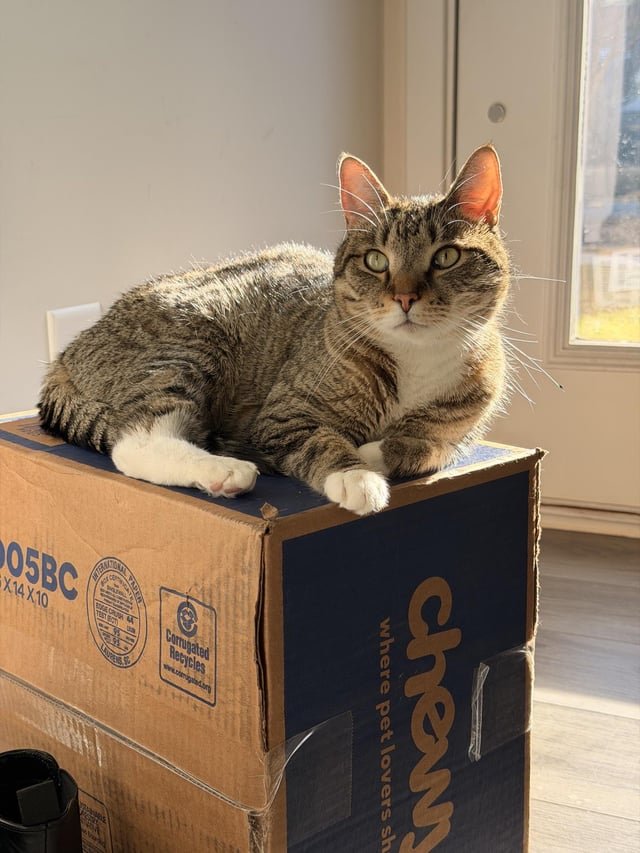 lost cat in Charlotte, North Carolina
